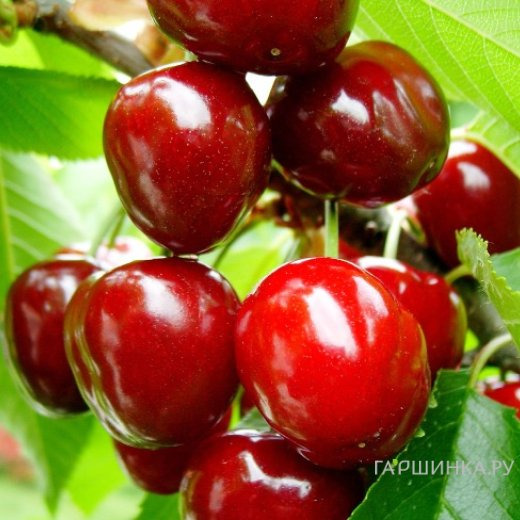 Вишня Тургеневка