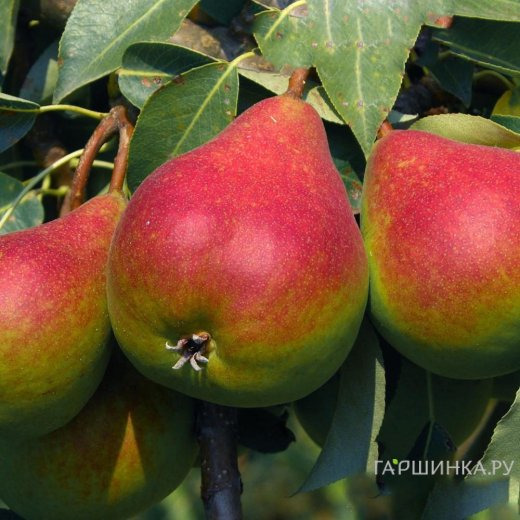 Груша Отраденская