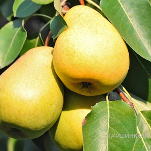 Груша Уралочка