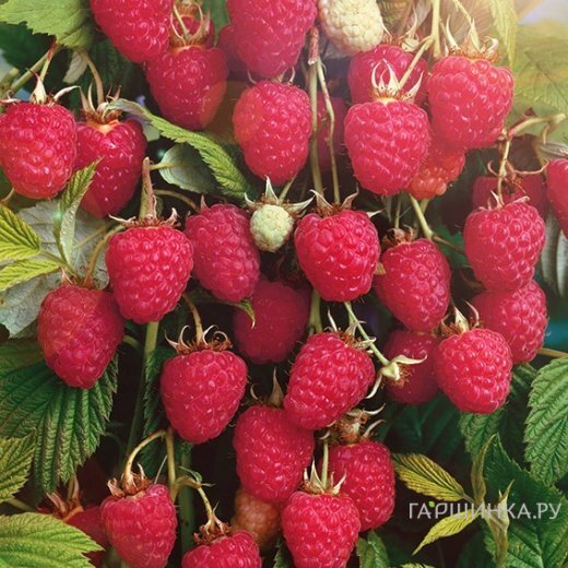 Малина Колокольчик красная