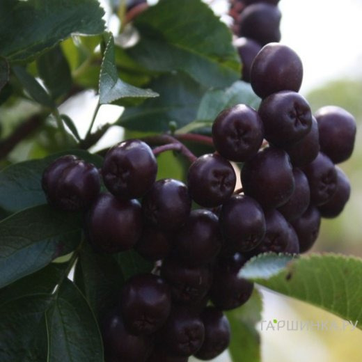Рябина Ликерная