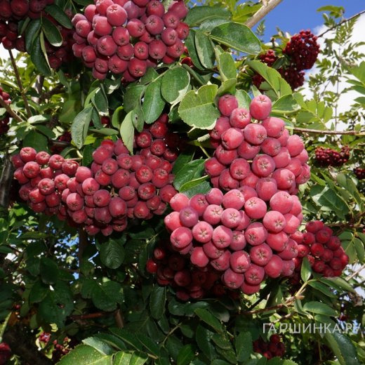 Рябина Гранатная