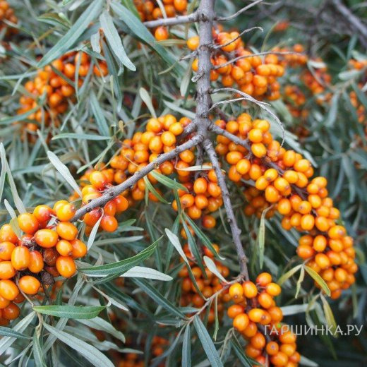 Облепиха Трофимовская