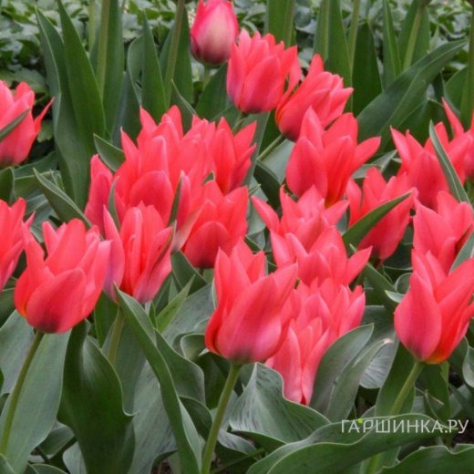 Тюльпан Торонто 5 шт