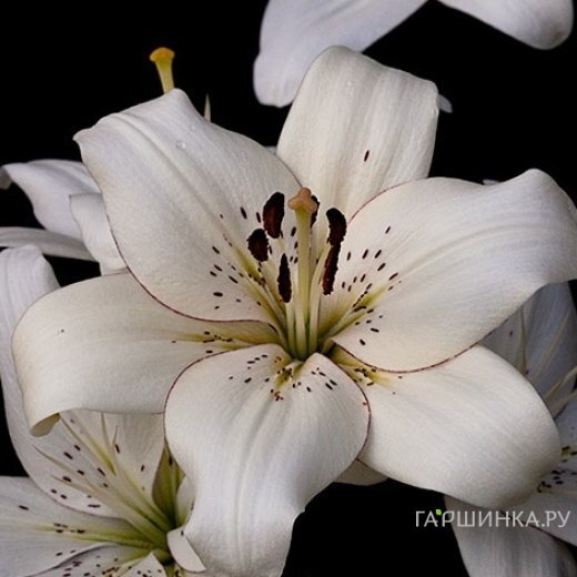 Лилия Элайнер ЛА-гибрид белая