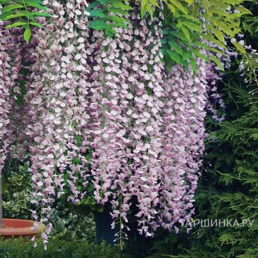 Глициния Розеа