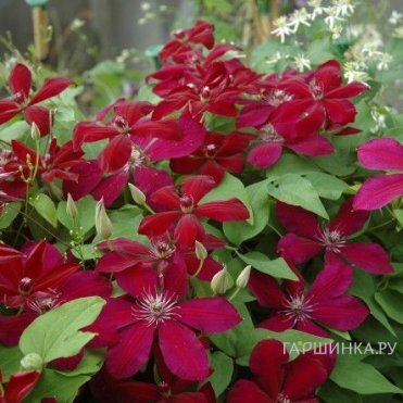 Клематис Вестерплатте крупноцветковый (2)