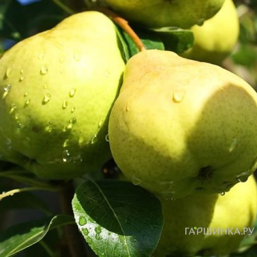 Груша Москвичка