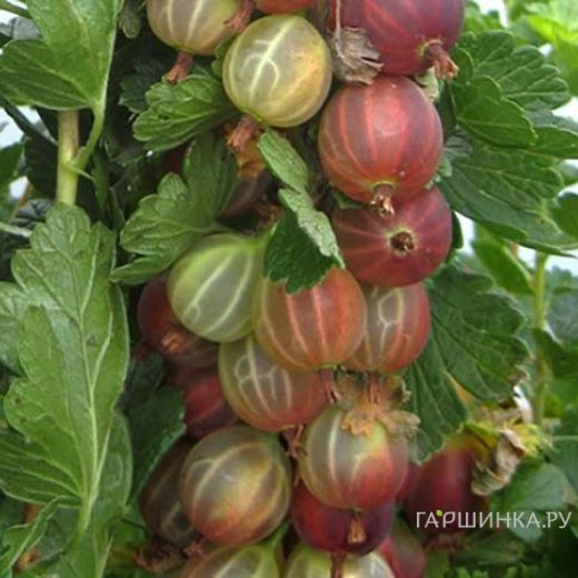 Крыжовник Смена