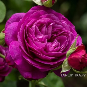 Роза Хайди Клум на штамбе 110см