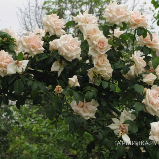 Роза Илзе Крон Супериор плетистая, Кордес (лиц)