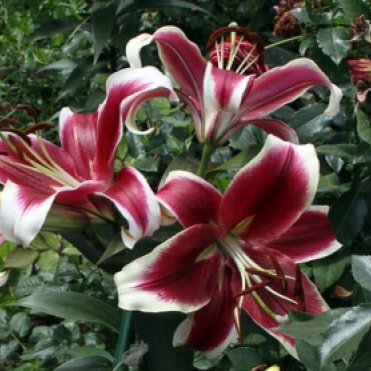 Лилия Флэшпоинт ОТ-гибрид /2шт