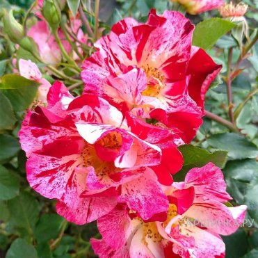 Роза Крейзи фо Ю, Викс (лиц)