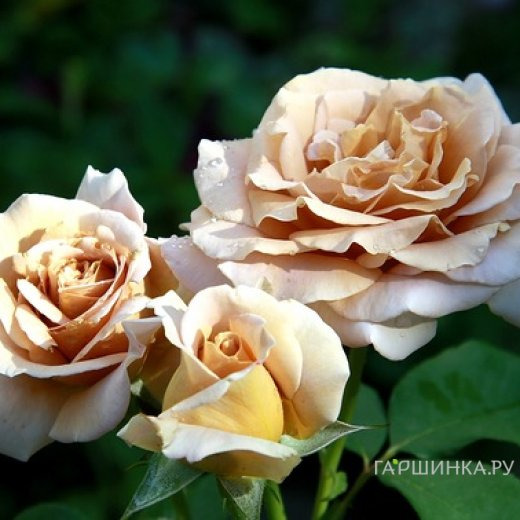 Роза Хани Дижон, Викс (лиц)