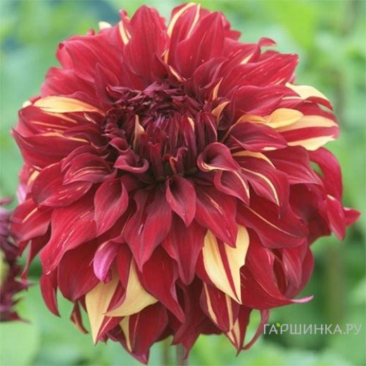 Георгина Богемиан Спартакус (МАКСИ) декоративная