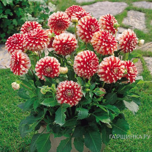 Георгина Мюзет бордюрная