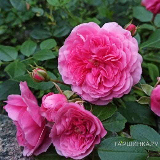 Роза Пинк Свани, Мейян (лиц)