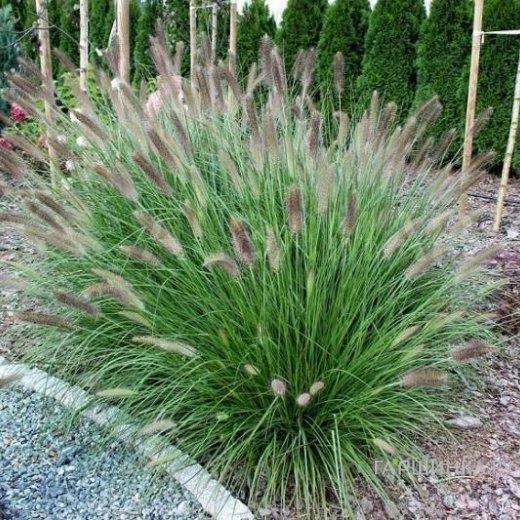 Пеннисетум Мэджик