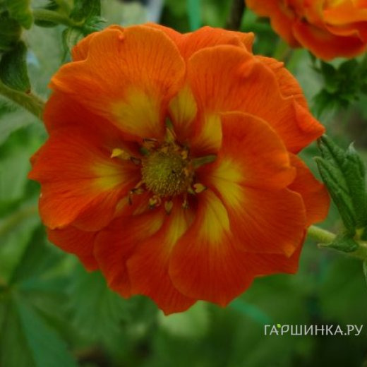 Лапчатка травянистая Вильям Роллиссон