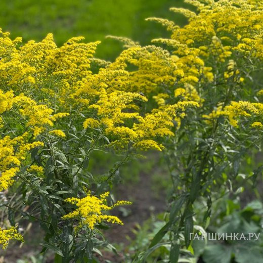 Золотарник (солидаго) Цитронелла
