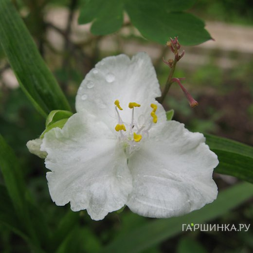 Традесканция Инносенс