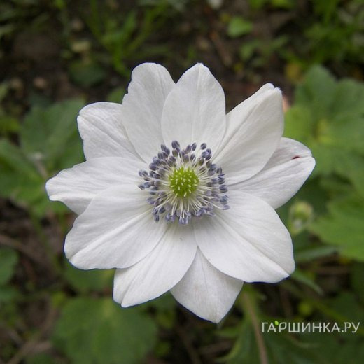 Анемона (Ветреница) Левилля