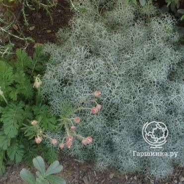 Полынь Канесценс