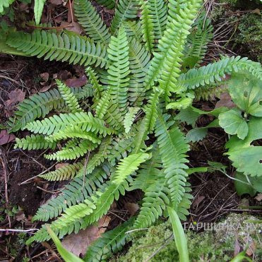 Дербянка колосистая (папоротник)