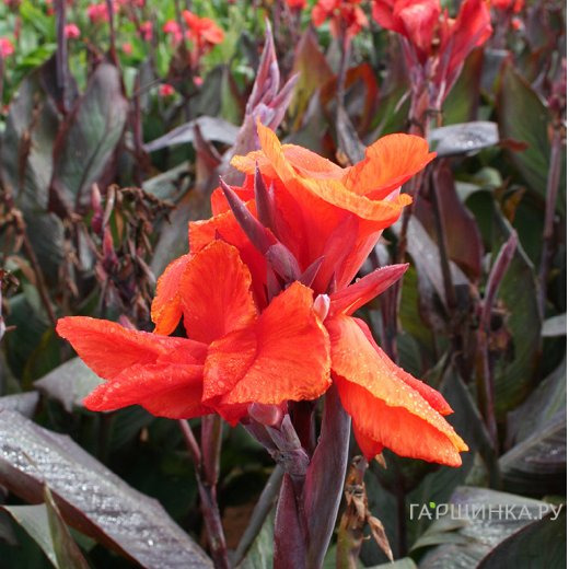 Канна Рэд Кинг Хумберт