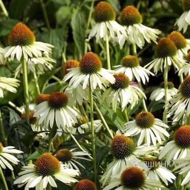 Эхинацея пурпурная Аляска