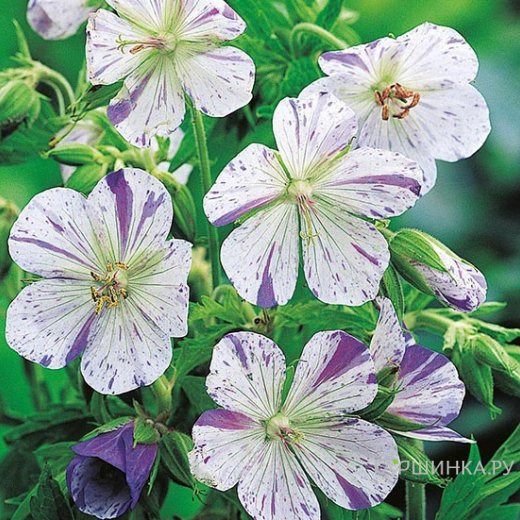 Герань садовая Стриатум Акатон