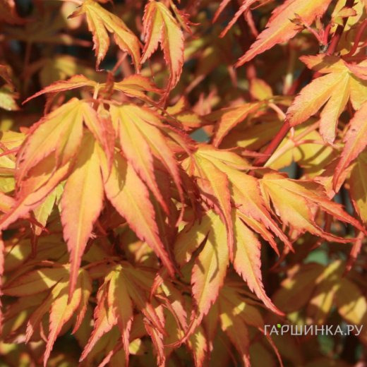 Клен Катсура веерный