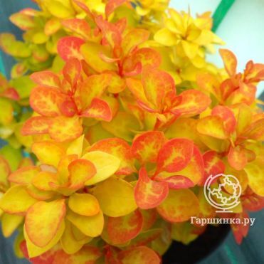 Барбарис Тунберга Саммер Сансет