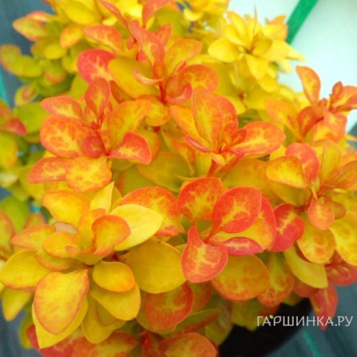 Барбарис Тунберга Саммер Сансет