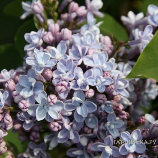 Сирень Карпе Дием