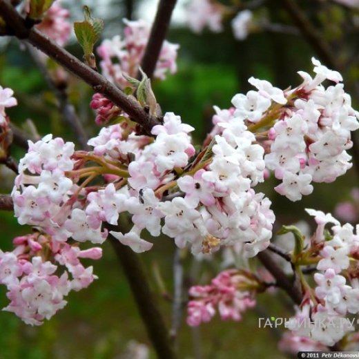 Калина Чарльз Ламонт зимнецветущая розовым