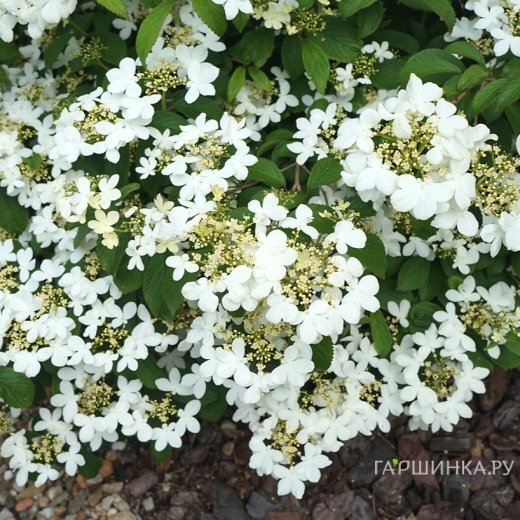 Калина Килиманджаро складчатая белая