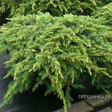 Можжевельник обыкновенный Репанда
