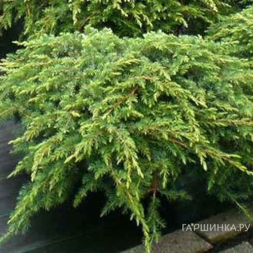 Можжевельник обыкновенный Репанда