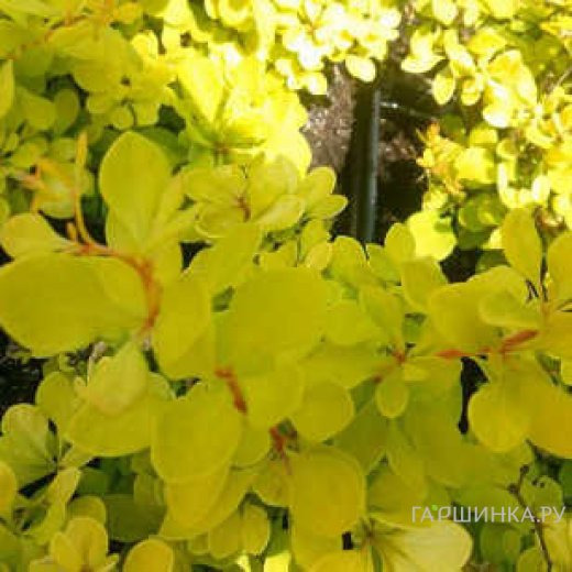 Барбарис Тунберга Эвита