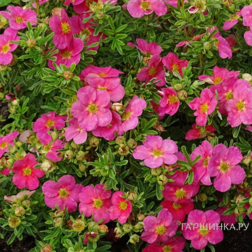 Лапчатка кустарниковая Белиссима