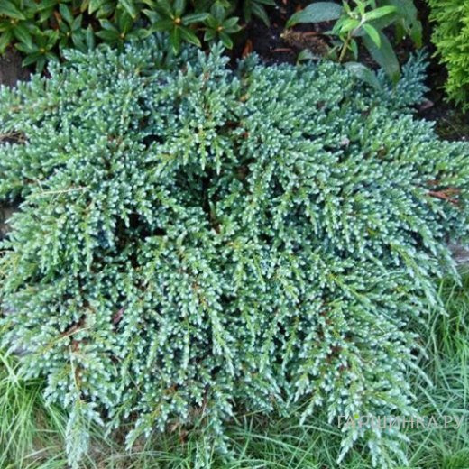 Можжевельник Литл Джоанна чешуйчатый