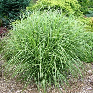 Мискантус Литл Зебра