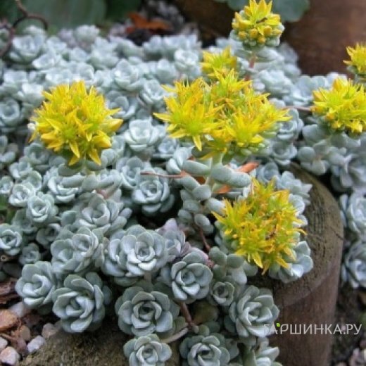 Очиток (седум) Кейп Бланко