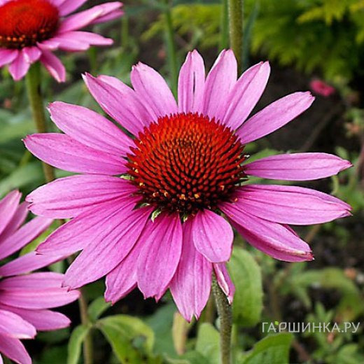 Эхинацея пурпурная Рубинштейн