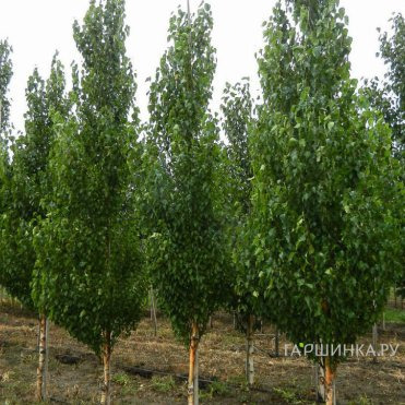 Береза Фастигиата