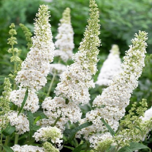 Буддлея Давида Уайт Профьюжн