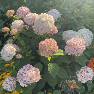 Гортензия Кандибелле Маршмеллоу древовидная