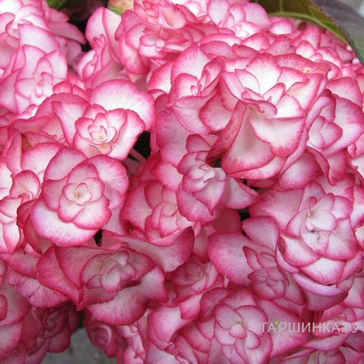 Гортензия Мисс Саори крупнолистная ремонтантная (серия Ты и Я)