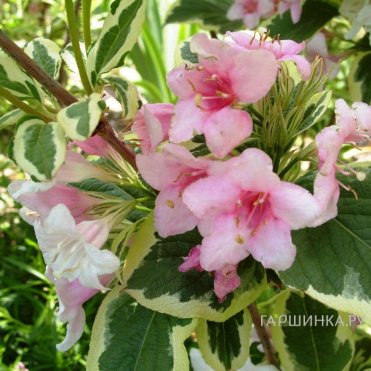 Вейгела Вариегата